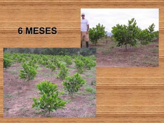 6 MESES 