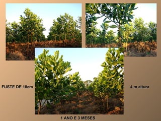 1 ANO E 3 MESES FUSTE DE 10cm 4 m altura 