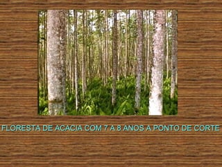 FLORESTA DE ACACIA COM 7 A 8 ANOS A PONTO DE CORTE 