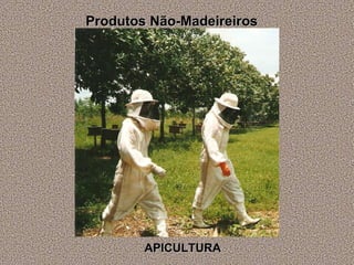 Produtos Não-Madeireiros APICULTURA 