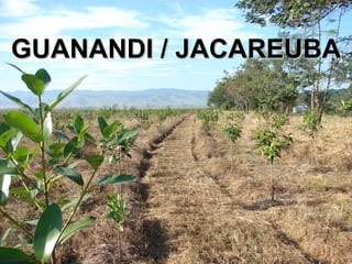 GUANANDI / JACAREUBA 