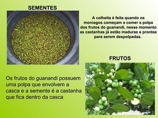 SEMENTES   FRUTOS Os frutos do guanandi possuem uma polpa que envolvem a casca e a semente é a castanha que fica dentro da casca A colheita é feita quando os morcegos começam a comer a polpa  dos frutos do guanandi, nesse momento as castanhas já estão maduras e prontas  para serem despolpadas.   