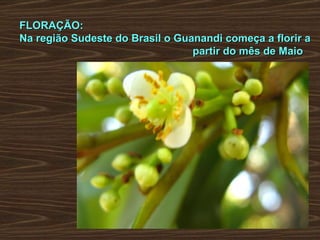 FLORAÇÃO: Na região Sudeste do Brasil o Guanandi começa a florir a  partir do mês de Maio 