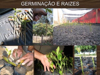 GERMINAÇÃO E RAIZES 