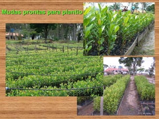 Mudas prontas para plantio 