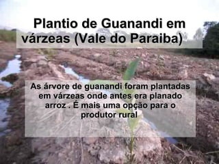 Plantio de Guanandi em várzeas (Vale do Paraiba)  As árvore de guanandi foram plantadas em várzeas onde antes era planado arroz . É mais uma opção para o produtor rural  