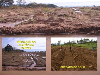 PREPARO DO SOLO IRRIGAÇÃO DO PLANTIO NA VARZEA 