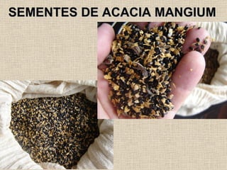 SEMENTES DE ACACIA MANGIUM 