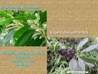 Florada da Acacia M. Vagem das sementes Na região Sudeste do Brasil a florada  começa no mês  de Março   