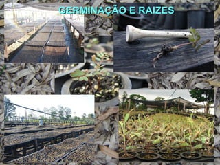 GERMINAÇÃO E RAIZES 