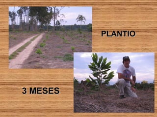 3 MESES PLANTIO  