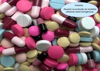 Desenvolvimento Indústria Atuando na produção de remédios utilizando seres transgênicos. 