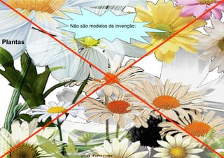 Plantas Não são modelos de invenção: 