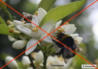 Polinização 