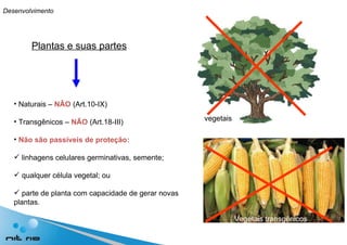 Plantas e suas partes Naturais –  NÃO  (Art.10-IX) Transgênicos –  NÃO  (Art.18-III) Não são passíveis de proteção:  linhagens celulares germinativas, semente; qualquer célula vegetal; ou parte de planta com capacidade de gerar novas  plantas. vegetais Vegetais transgênicos Desenvolvimento 