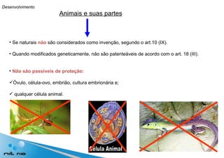 Animais e suas partes Se naturais  não  são considerados como invenção, segundo o art.10 (IX). Quando modificados geneticamente, não são patenteáveis de acordo com o art. 18 (III). Não são passíveis de proteção:  Óvulo, célula-ovo, embrião, cultura embrionária e; qualquer célula animal. Desenvolvimento 