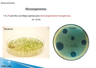 Microorganismos A  LPI  permite o privilégio apenas para  microorganismos   transgênicos . Art. 18 (III) Bactérias Fungos Desenvolvimento 