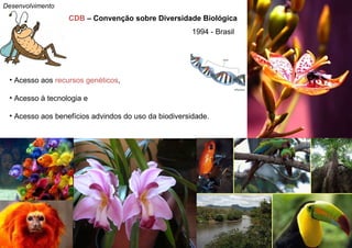 CDB  – Convenção sobre Diversidade Biológica   Acesso aos  recursos genéticos ,  Acesso à tecnologia e  Acesso aos benefícios advindos do uso da biodiversidade. 1994 - Brasil Desenvolvimento 