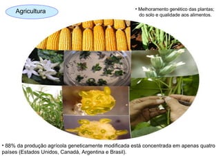 Agricultura Melhoramento genético das plantas;  do solo e qualidade aos alimentos. 88% da produção agrícola geneticamente modificada está concentrada em apenas quatro países (Estados Unidos, Canadá, Argentina e Brasil).  