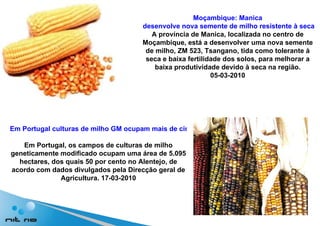 Moçambique:  Manica  desenvolve nova semente de milho resistente à seca A província de Manica, localizada no centro de Moçambique, está a desenvolver uma nova semente de milho, ZM 523, Tsangano, tida como tolerante à seca e baixa fertilidade dos solos, para melhorar a baixa produtividade devido à seca na região. 05-03-2010 Em Portugal culturas de milho GM ocupam mais de cinco mil hectares Em Portugal, os campos de culturas de milho geneticamente modificado ocupam uma área de 5.095 hectares, dos quais 50 por cento no Alentejo, de acordo com dados divulgados pela Direcção geral de Agricultura. 17-03-2010 