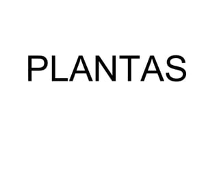 PLANTAS
 