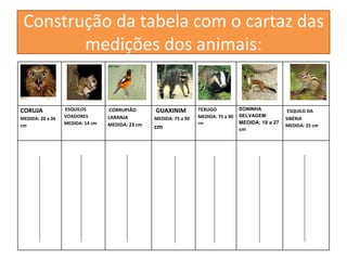 Construção da tabela com o cartaz das 
medições dos animais: 
CORUJA 
MEDIDA: 20 a 36 
cm 
ESQUILOS 
VOADORES 
MEDIDA: 14 cm 
CORRUPIÃO 
LARANJA 
MEDIDA: 23 cm 
GUAXINIM 
MEDIDA: 75 a 90 
cm 
TEXUGO 
MEDIDA: 75 a 90 
cm 
DONINHA 
SELVAGEM: 
MEDIDA: 18 a 27 
cm 
ESQUILO DA 
SIBÉRIA 
MEDIDA: 25 cm 
 