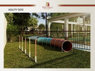 AGILITY DOG
 