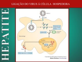 LIGAÇÃO DO VIRUS Á CÉLULA HOSPEDEIRA
 