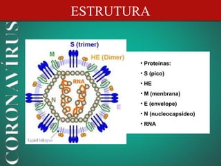 ESTRUTURA


       • Proteínas:
       • S (pico)
       • HE
       • M (menbrana)
       • E (envelope)
       • N (nucleocapsídeo)
       • RNA
 
