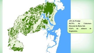 APA do Pratigi: 
50,75% da Cobertura 
Florestal do Baixo Sul. 
15,6% do número de 
fragmentos. 
 
