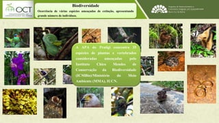Biodiversidade 
Ocorrência de várias espécies ameaçadas de extinção, apresentando 
grande número de indivíduos. 
A APA do Pratigi concentra 35 
espécies de plantas e vertebrados 
consideradas ameaçadas pelo 
Instituto Chico Mendes de 
Conservação da Biodiversidade 
(ICMBio)/Ministério do Meio 
Ambiente (MMA), IUCN. 
 