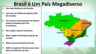 Brasil é Um País Megadiverso 
1. País mais Biodiverso do Planeta; 
2. Cerca de 1,8 milhão de Espécies (14% 
do mundo); 
3. Um número muito pequeno de Espécie 
Nativas estudadas para fins 
Econômicos; 
4. Seis regiões naturais terrestres; 
5. Maior região de florestas tropicais do 
mundo; 
6. Maior Savana da América do Sul; 
7. 100% da região de florestas secas mais 
diversa da América do Sul; 
Fonte: IBGE/CI 
 
