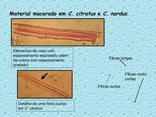 Material macerado em C. citratus e C. nardus.
Elementos de vaso com
espessamento espiralado (além
de outros com espessamento
anelado)
Detalhe de uma fibra (curta)
em C. citratus
Fibras muito
curtas
Fibras longas
Fibras curtas
 