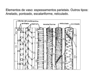 Elementos de vaso: espessamentos parietais. Outros tipos:
Anelado, pontoado, escalariforme, reticulado.
 