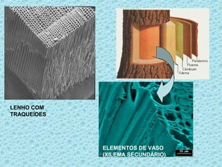 LENHO COM
TRAQUEÍDES
ELEMENTOS DE VASO
(XILEMA SECUNDÁRIO)
 