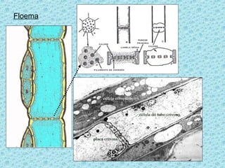 Floema
 
