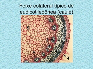 Feixe colateral típico de
eudicotiledônea (caule)
6
 