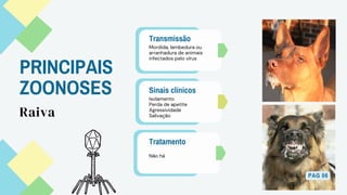 PRINCIPAIS
ZOONOSES
Raiva
Transmissão
Mordida, lambedura ou
arranhadura de animais
infectados pelo vírus
Sinais clínicos
Isolamento
Perda de apetite
Agressividade
Salivação
Tratamento
Não há
PAG 06
 