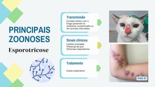 PRINCIPAIS
ZOONOSES
Transmissão
Contato direto com o
fungo presente no
ambiente contaminado ou
em animais infectados
Sinais clínicos
Lesões ulceradas
Presença de pus
Sintomas respiratórios
Tratamento
Esporotricose
Existe tratamento
PAG 07
 