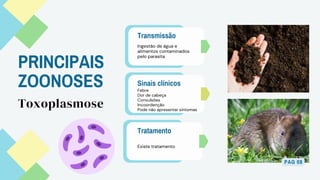 PRINCIPAIS
ZOONOSES
Transmissão
Ingestão de água e
alimentos contaminados
pelo parasita
Sinais clínicos
Febre
Dor de cabeça
Convulsões
Incoordenção
Pode não apresentar sintomas
Tratamento
Toxoplasmose
Existe tratamento
PAG 08
 