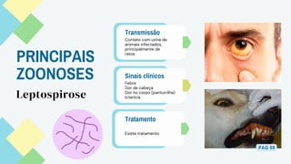 PRINCIPAIS
ZOONOSES
Transmissão
Contato com urina de
animais infectados,
principalmente de
ratos
Sinais clínicos
Febre
Dor de cabeça
Dor no corpo (panturrilha)
Icterícia
Tratamento
Leptospirose
Existe tratamento
PAG 09
 