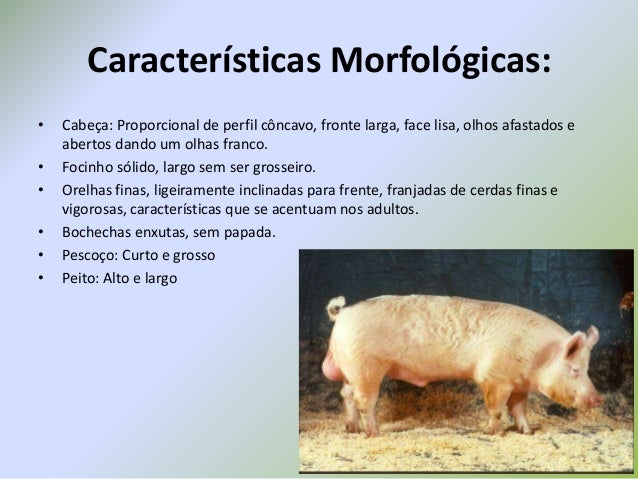 origem características morfológicas produtivas