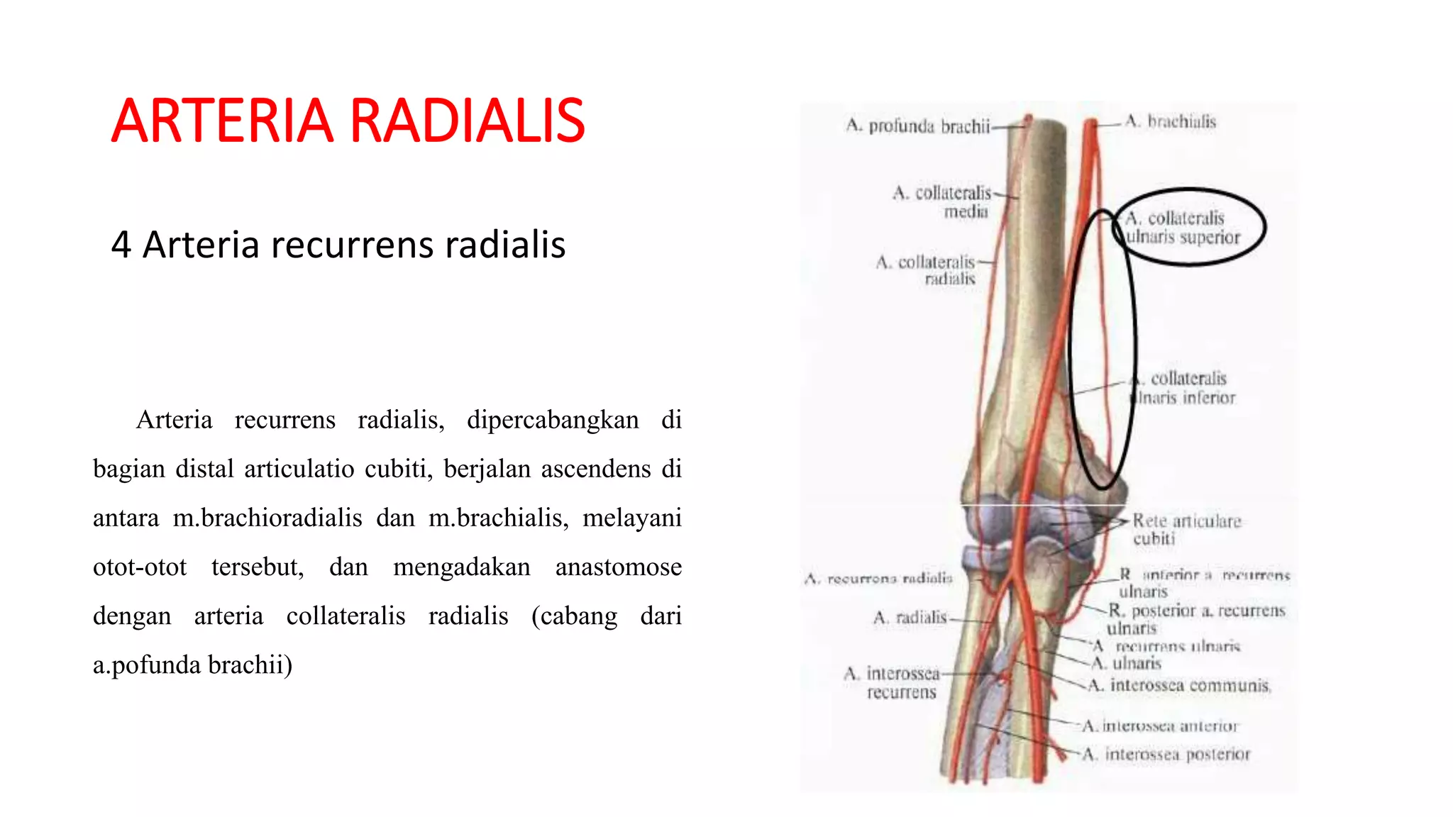 Anatomy sistem pada antebrachii-palmar | PPTX