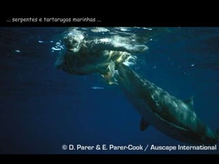 ... serpentes e tartarugas marinhas ... 