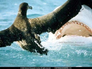 ... aves marinhas, moluscos, crustáceos ... 