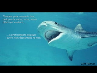 Também pode consumir lixo, pedaços de metal, latas, sacos plásticos, madeira ... ... e praticamente qualquer outro item descartado no mar; Jeff Rotman 