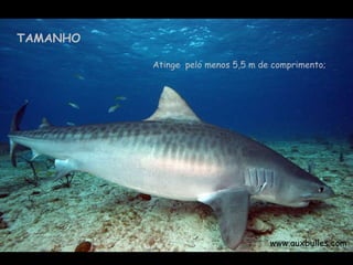 Atinge  pelo menos 5,5 m de comprimento; www.auxbulles.com  TAMANHO 