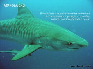 REPRODUÇÃO É ovovivíparo – os ovos são retidos no interior do útero durante a gestação e os recém-nascidos são liberados sem a casca; www.akunidive.com  