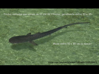 Produz ninhadas que variam de 10 até 82 filhotes, geralmente entre 30 e 35;  Mede entre 51 e 90 cm ao nascer;  flickr.com/photos/60448451@N00/105518993 