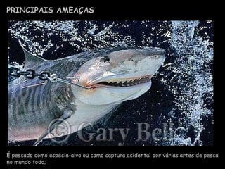 PRINCIPAIS AMEAÇAS É pescado como espécie-alvo ou como captura acidental por várias artes de pesca no mundo todo; 